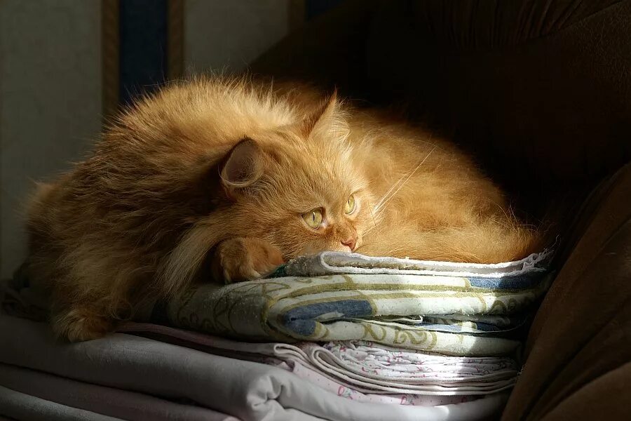Гладят спящего рыжего кота. Лежачий кот. Пушистый кот лежит. Почему нравится лежать