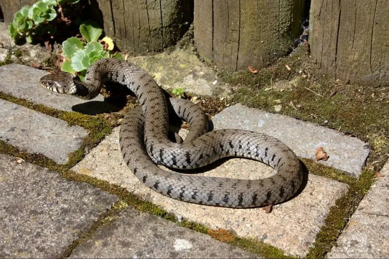 Серая змея на даче гадюка. Змеи на дачном участке. Гадюка на даче. Змея в огороде.