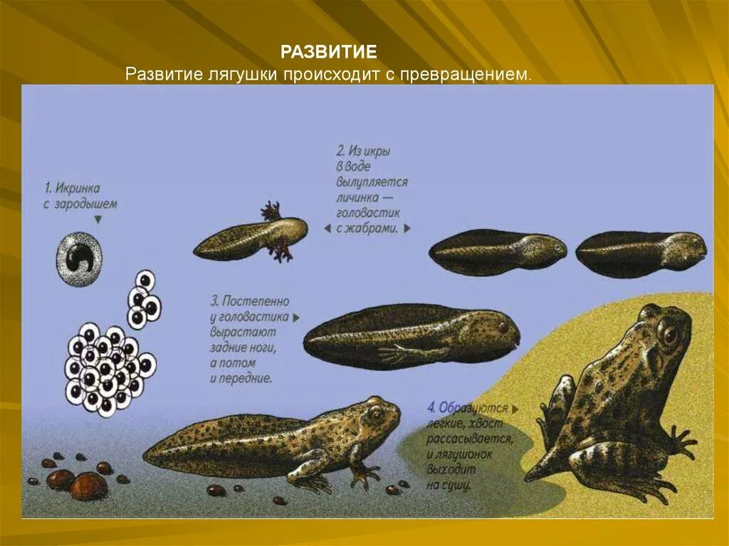 Как происходит развитие земноводных. Развитие головастика лягушки. развитие земноводных. размножение и развитие земноводных. развитие развитие лягушки происходит с превращением..