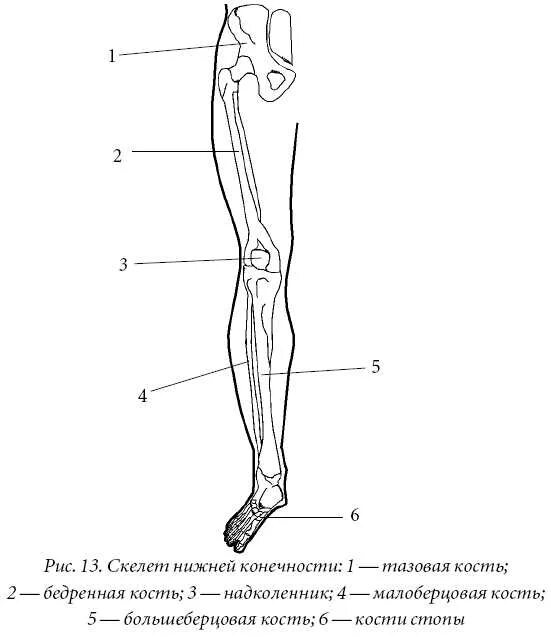 Строение конечностей рисунок. Скелет нижней конечности строение анатомия. Скелет свободной нижней конечности анатомия. Схема строения нижней конечности. Строение свободной нижней конечности.