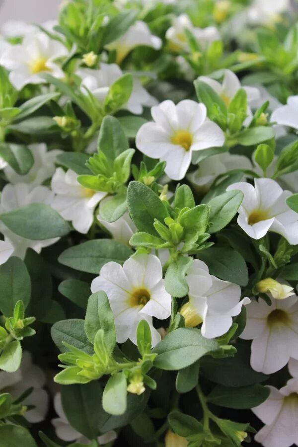 Sweet bells. Калибрахоа erbells Sweet. Калибрахоа Snowberry кашпо. Calibrachoa super Bells. Sweet Bell.