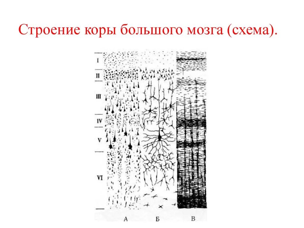 Строение коры большого мозга анатомия. Схема строения коры больших полушарий. Слои коры головного мозга анатомия.