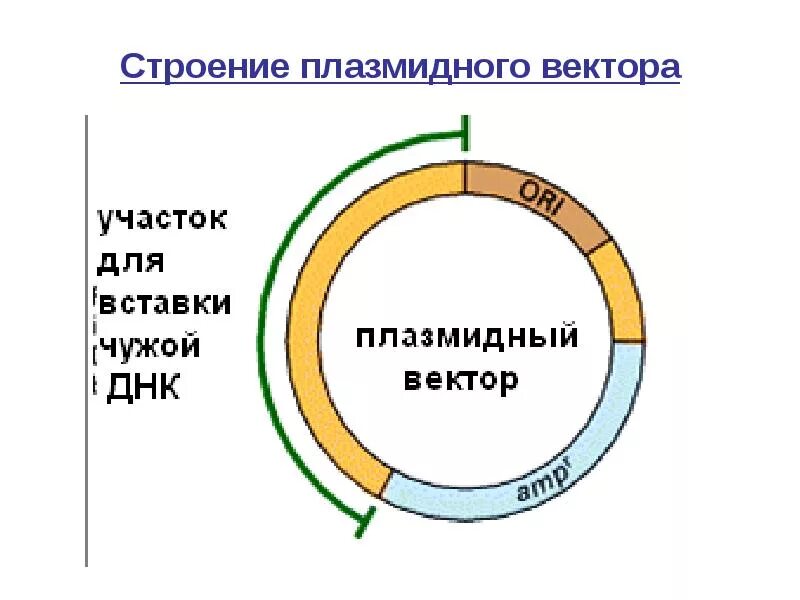 Векторы плазмиды. Плазмида вектор строение. Схема плазмиды вектора. Схема строения плазмиды pbr322. Структура плазмидного вектора.