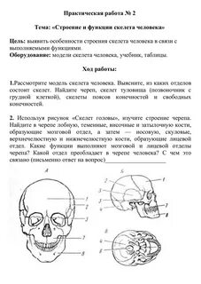 Строение человека лабораторная работа