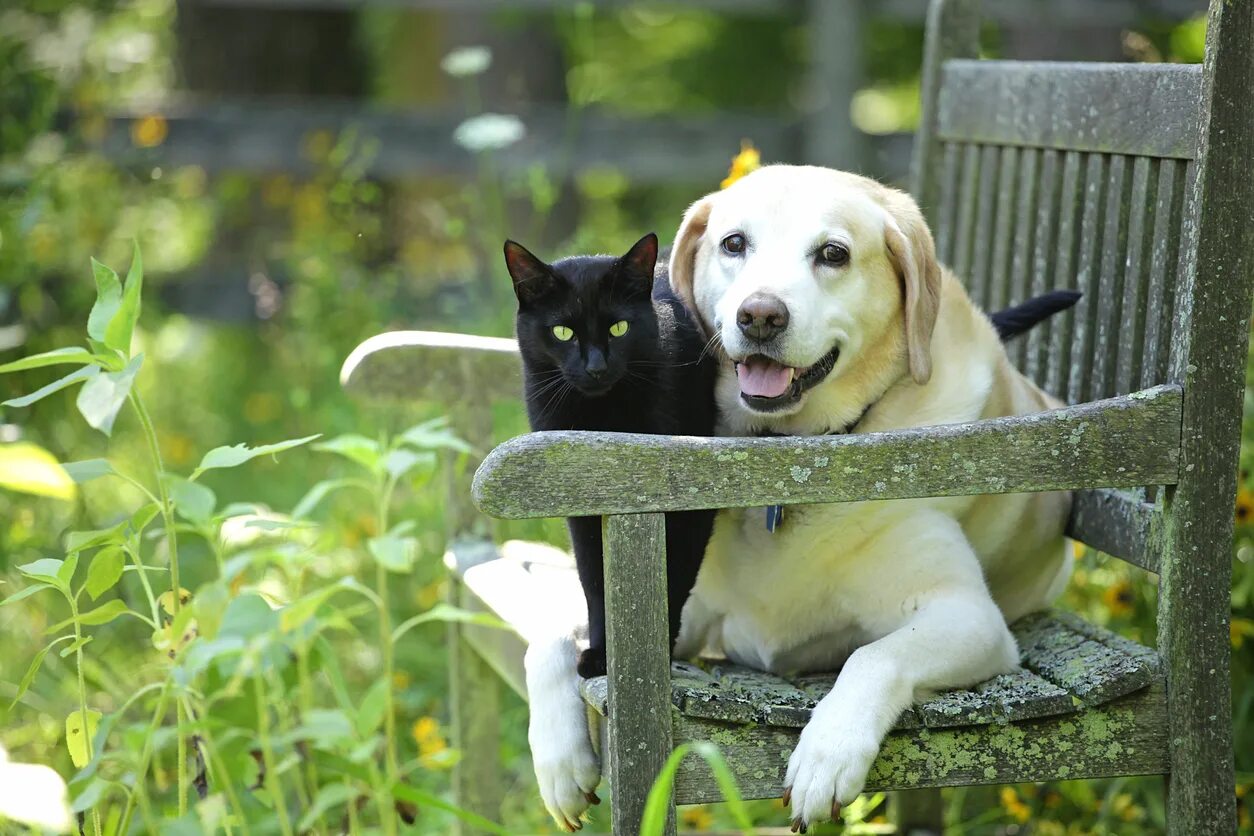 Good pets than dogs. Кошки и собаки. Красивые собаки и кошки. Кошка и собака на природе. Лабрадор и кошка.