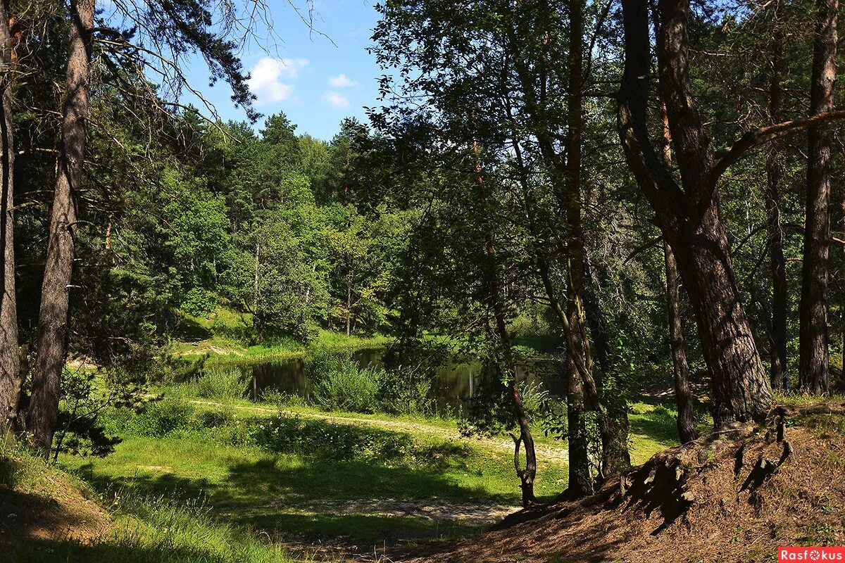 леса тульской области. калужские засеки лес. тула лес. алексин лес. смешанный лес калуга.