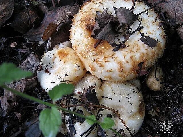 Груздь сибирский фото Поездка за грибами (груздями) 2020. Mushroom hunting trip in Siberia YouTube