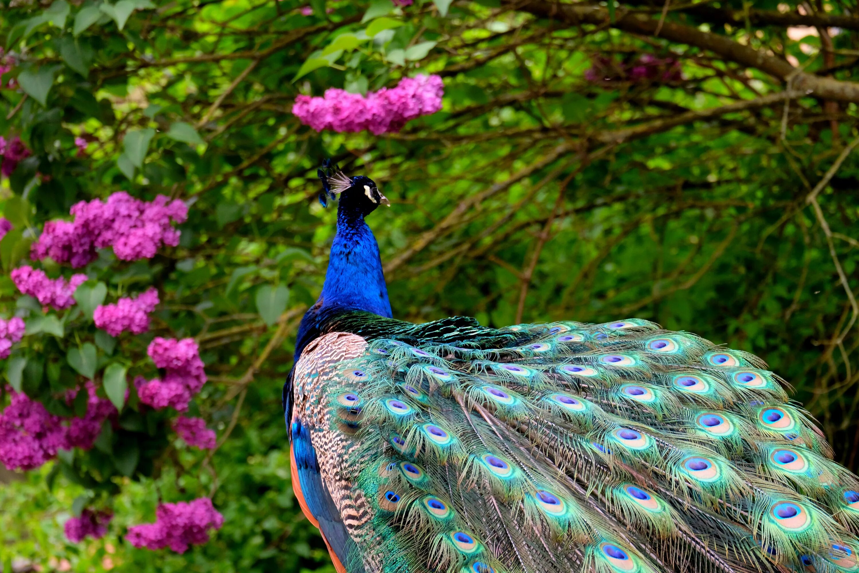 National bird. Павлин Петрински. Индокитайский Павлин. Товус куши. Яванский Павлин.