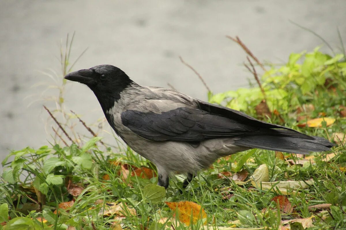 Corvus cornix. ворон зимой. хунин ворон. северный ворон. сибирский черный ворон.