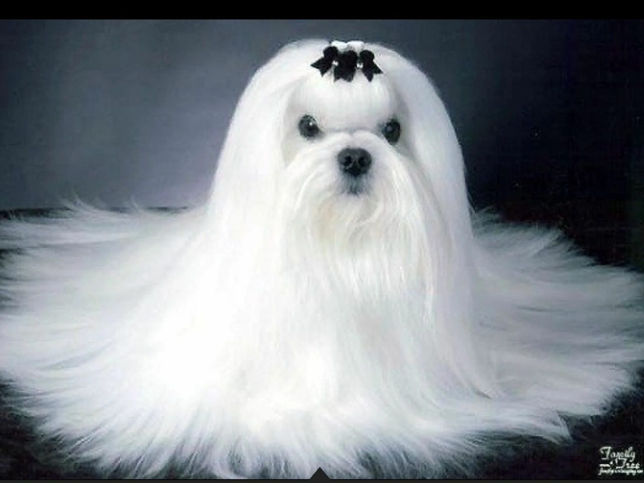 Мальтийская болонка. Мальтийский бишон. Собачка мальтийская болонка. Мальтийская болонка. Мальтийская болонка.