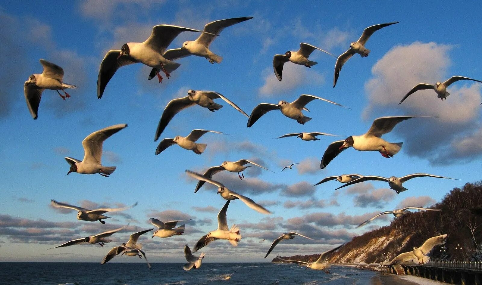 Белоспинный Альбатрос стая. Стая птиц. Стая перелетных птиц. Стая чаек.