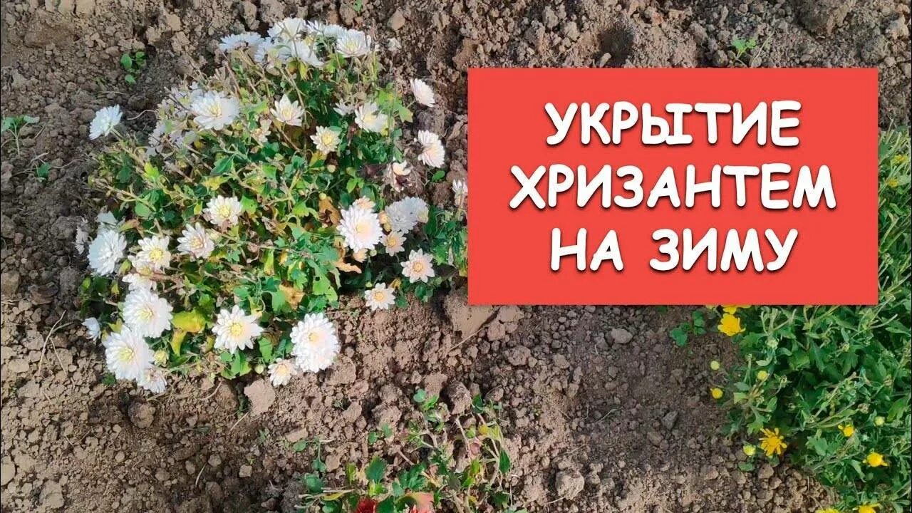 Хризантема мультифлора после зимы. Укрытие хризантем на зиму. Укрытие на зиму хризантемы мультифлора. Как укрыть хризантемы на зиму. Укрытие на зиму мультифлоры.