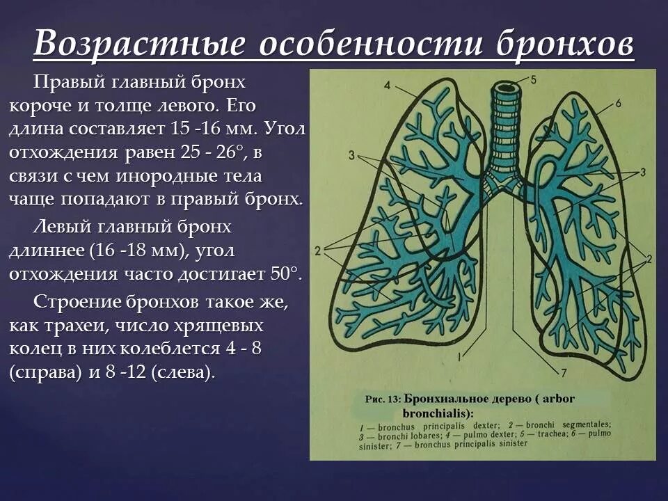 Возрастные изменения в легких. Строение органов дыхания бронхи. Возрастные особенности бронх. Возрастные особенности трахеи. Возрастные особенности трахеи и бронхов.