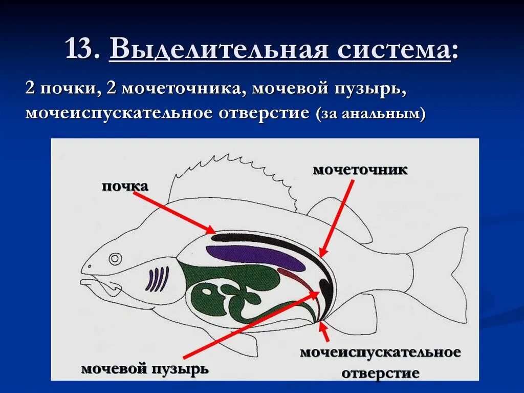 Пищеварительная система класса рыб. Системы костных рыб выделительная система. Выделительная система рыб схема. Строение выделительной системы рыб. Выделительная система система рыб.