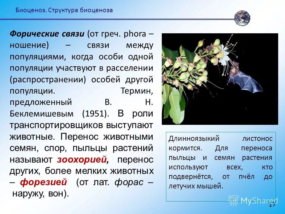 Виды связей между популяциями. Форическая связь в биоценозе. Топические Фабрические и форические связи в биоценозе. Примеры форических связей в биоценозе. Связи и взаимоотношения в биоценозах.