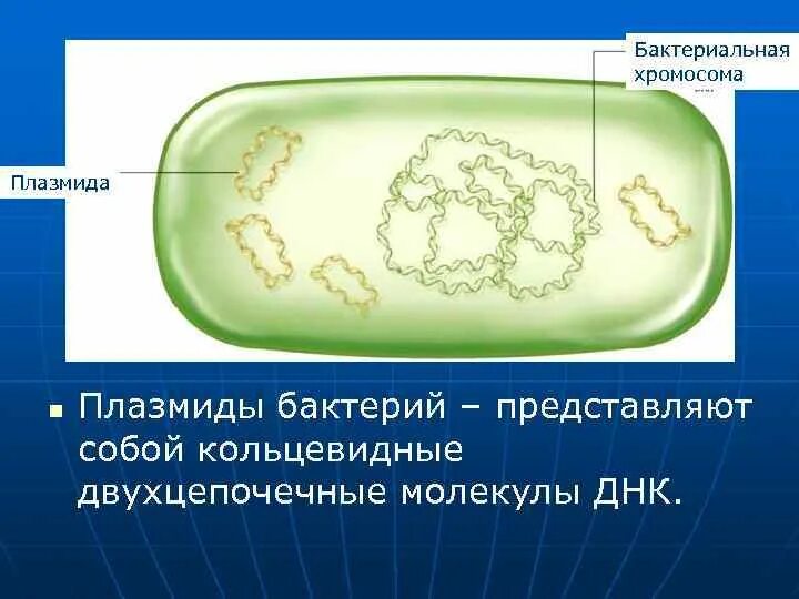 Кольцевой нуклеоид. Нуклеоид бактерий. Нуклеоид бактериальной клетки. Строение бактерии плазмида. Плазмида и нуклеоид.