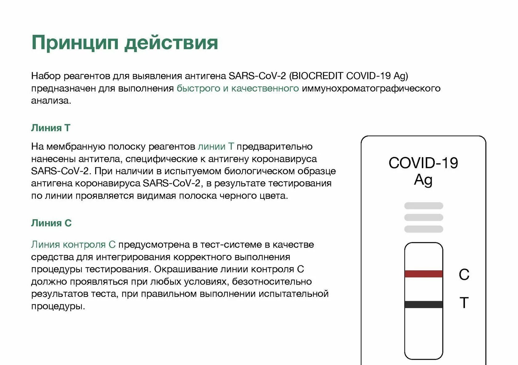 Ковид положительный что делать 2024. Экспресс ПЦР тест на коронавирус. Положительный тест на ковид экспресс тест. Положительный экспресс тест на коронавирус. ПЦР-тестирование на Covid-19.