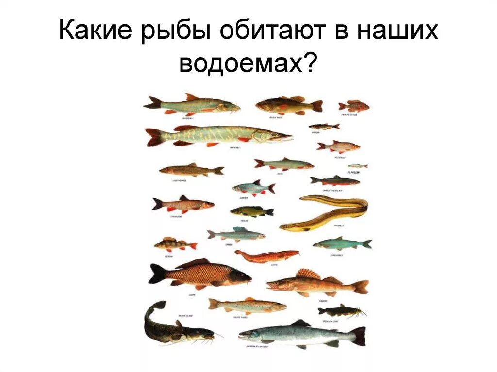 Рыбы наших водоемов. Рыбы которые обитают в водоемах. Рыбы которые водятся в пруду. Рыба которая водится в пруду.