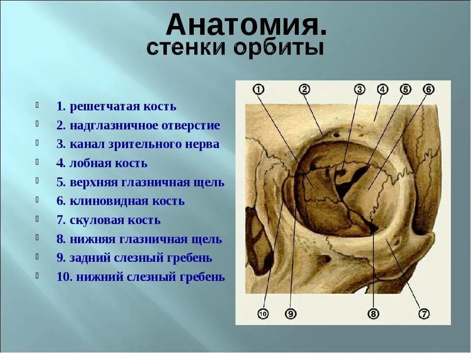 Глазная впадина 6 букв. Медиальная стенка глазницы анатомия. Костные стенки глазницы анатомия. Кости медиальной стенки глазницы. Череп глазница медиальная стенка.