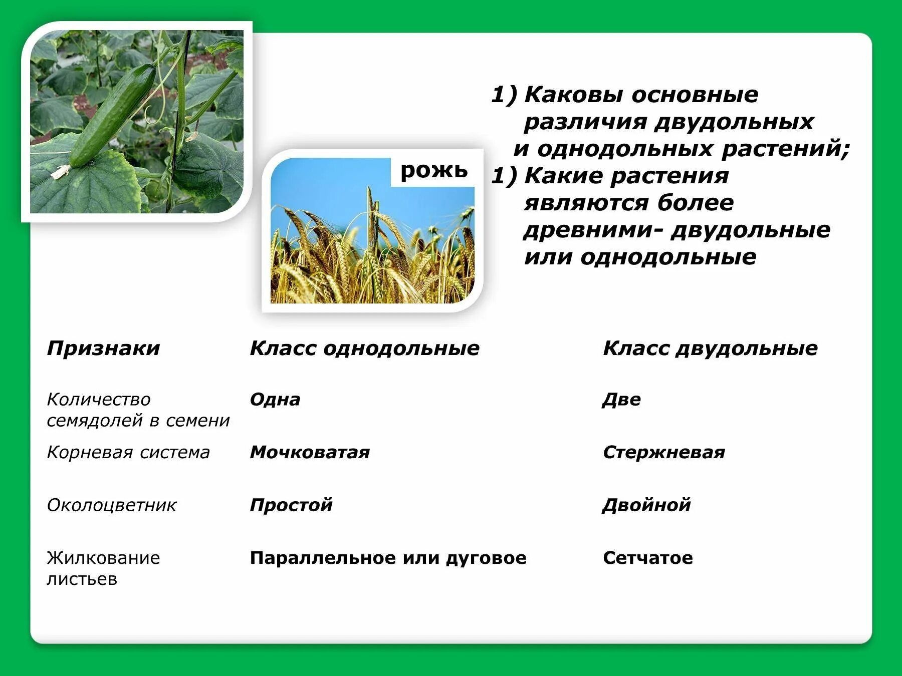 Главное различие двудольных и однодольных. Однодольное растение овёс. Овес различия классов Однодольные и двудольные. Овёс однодольное или двудольное растение. Рожь однодольное или двудольное растение.