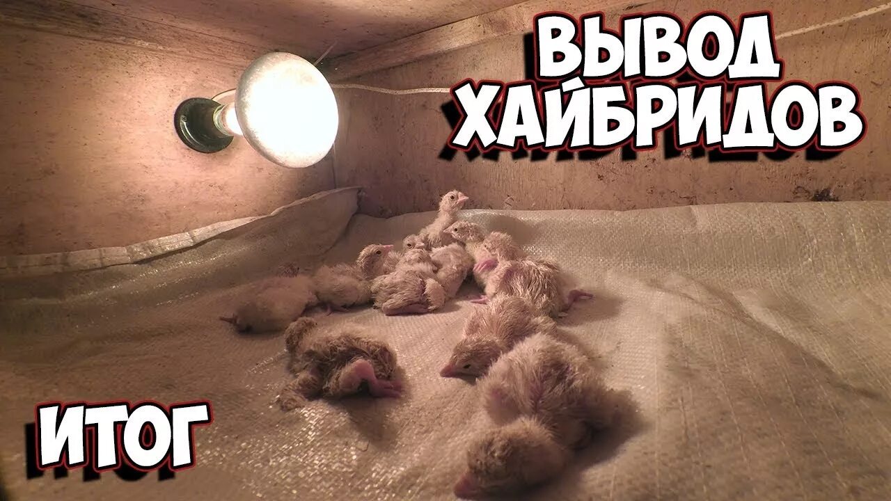 Подожгли яички