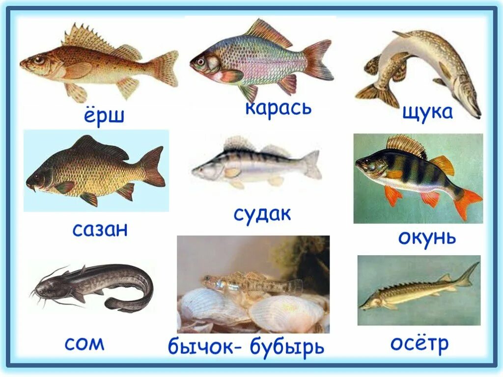Рыбы 2 класс. Речные рыбки для дошкольников. Группа животных рыбы. Рыбы 2 класс окружающий. Примеры группы рыбы
