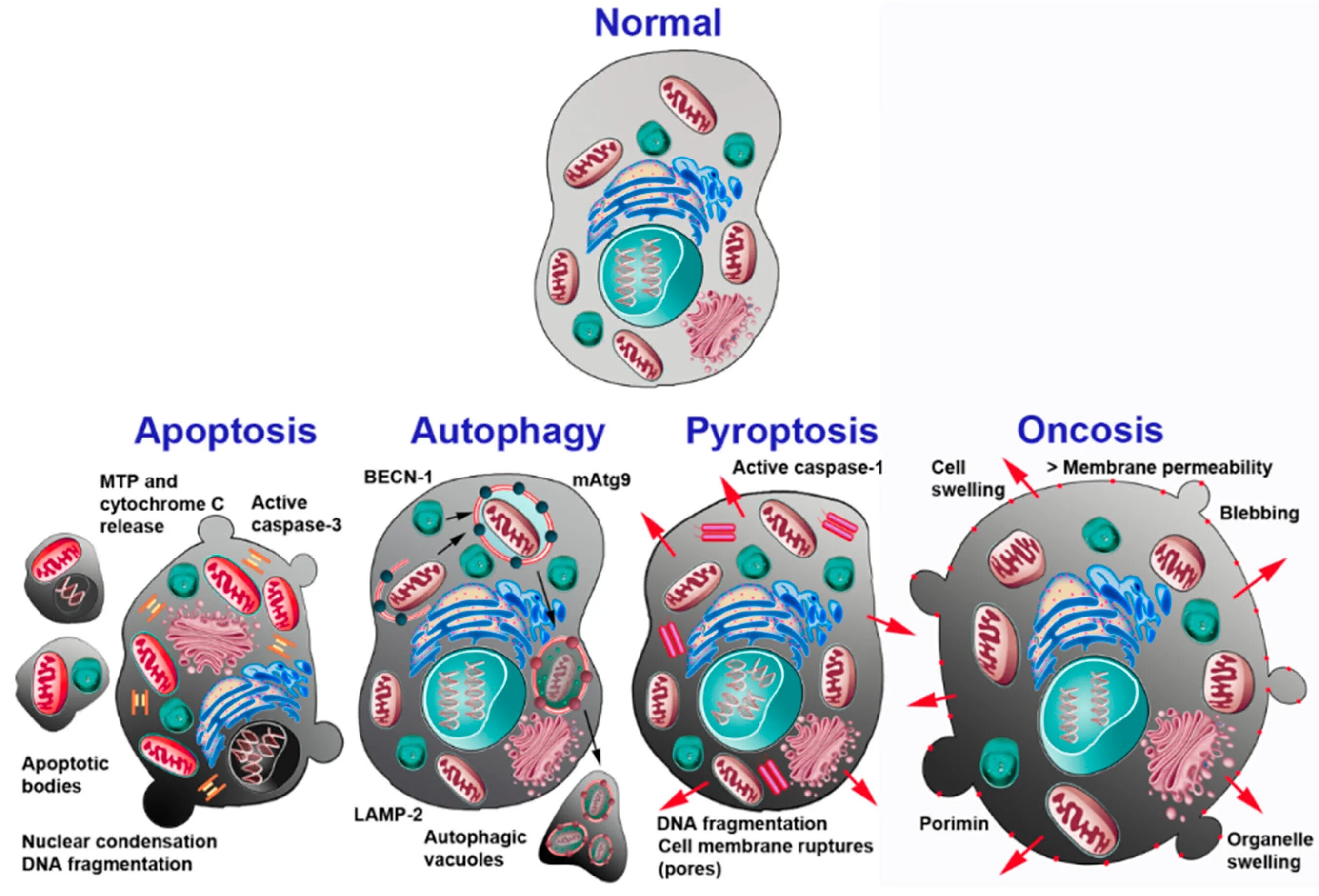 Main cell. Пироптоз. аутофагия и апоптоз. oncosis. маканкосаппо cell.