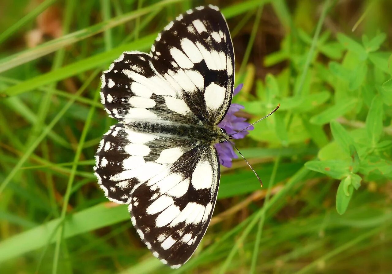 Butterfly package. Гималайская пятнистая королевская бабочка. Адмирал (бабочка) нимфалиды. Бабочка аретуза. Дневная бабочка 5.