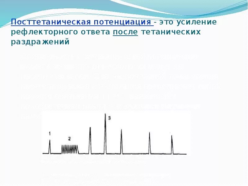 Явление постдинамической потенциайии. Свойства нервных центров посттетаническая потенциация. Свойства нервных центров посттетаническая потенциация. Посттетаническая потенциация физиология. Посттетаническая потенциация нервных центров.
