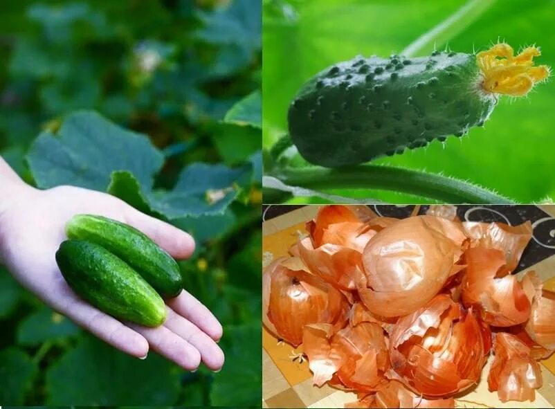 Настой луковой шелухи для огурцов. Аппликации из цедры и шелухи лука. Луковая шелуха для огурцов. Луковая шелуха для огорода. Шелуха от лука для огурцов.