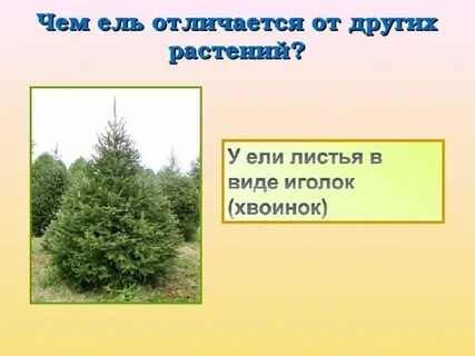 Вопросы про ели