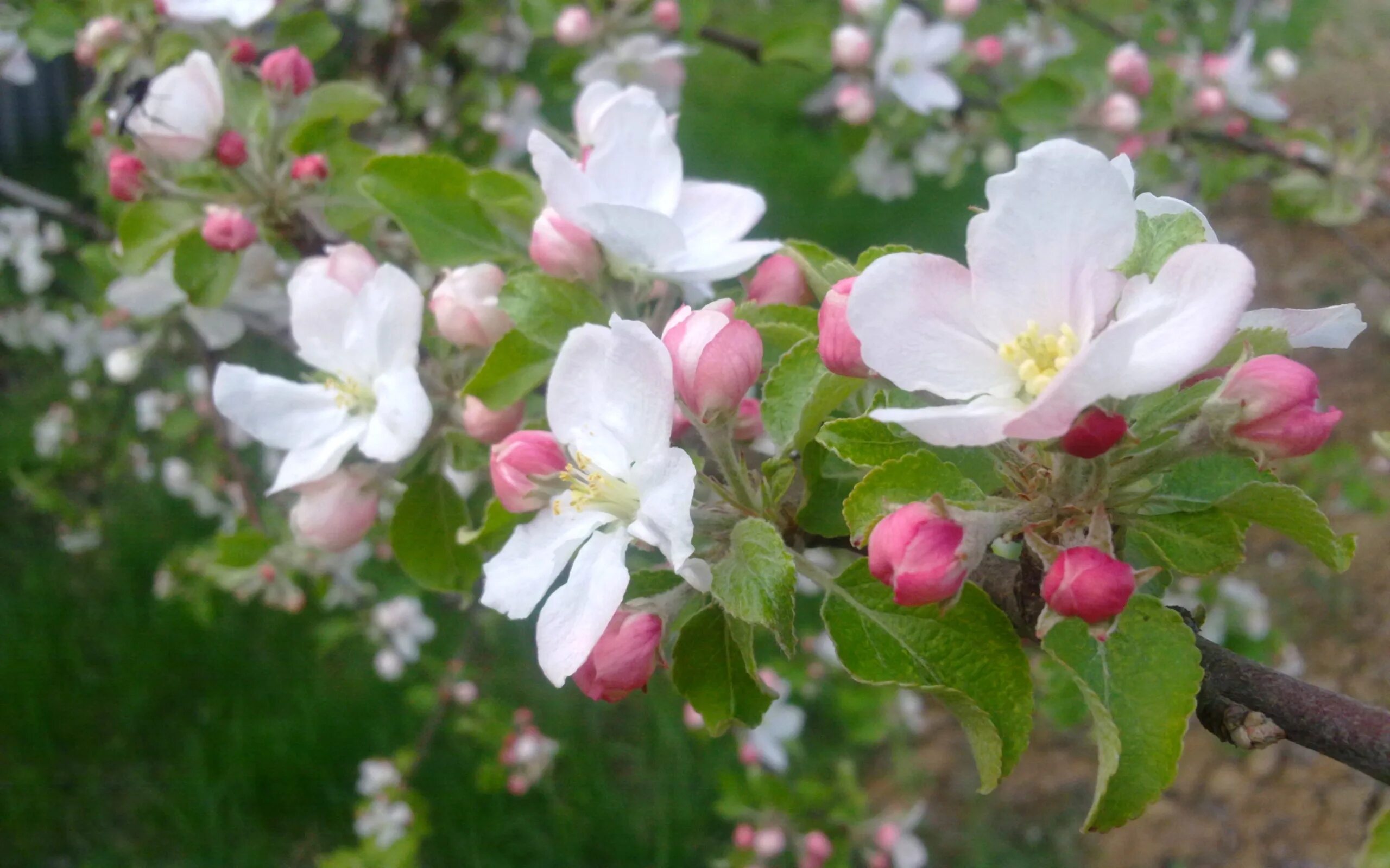Яблони цветет что делать. Яблоня Аркадик цветение. Яблоня Флорина цветение. Яблоня камео. Фуджи яблоня цветет.