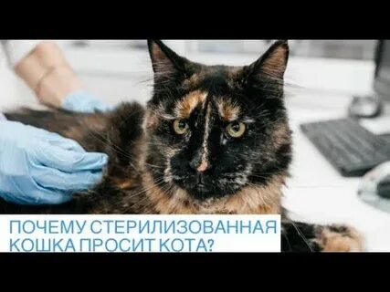 Почему кошка не просит