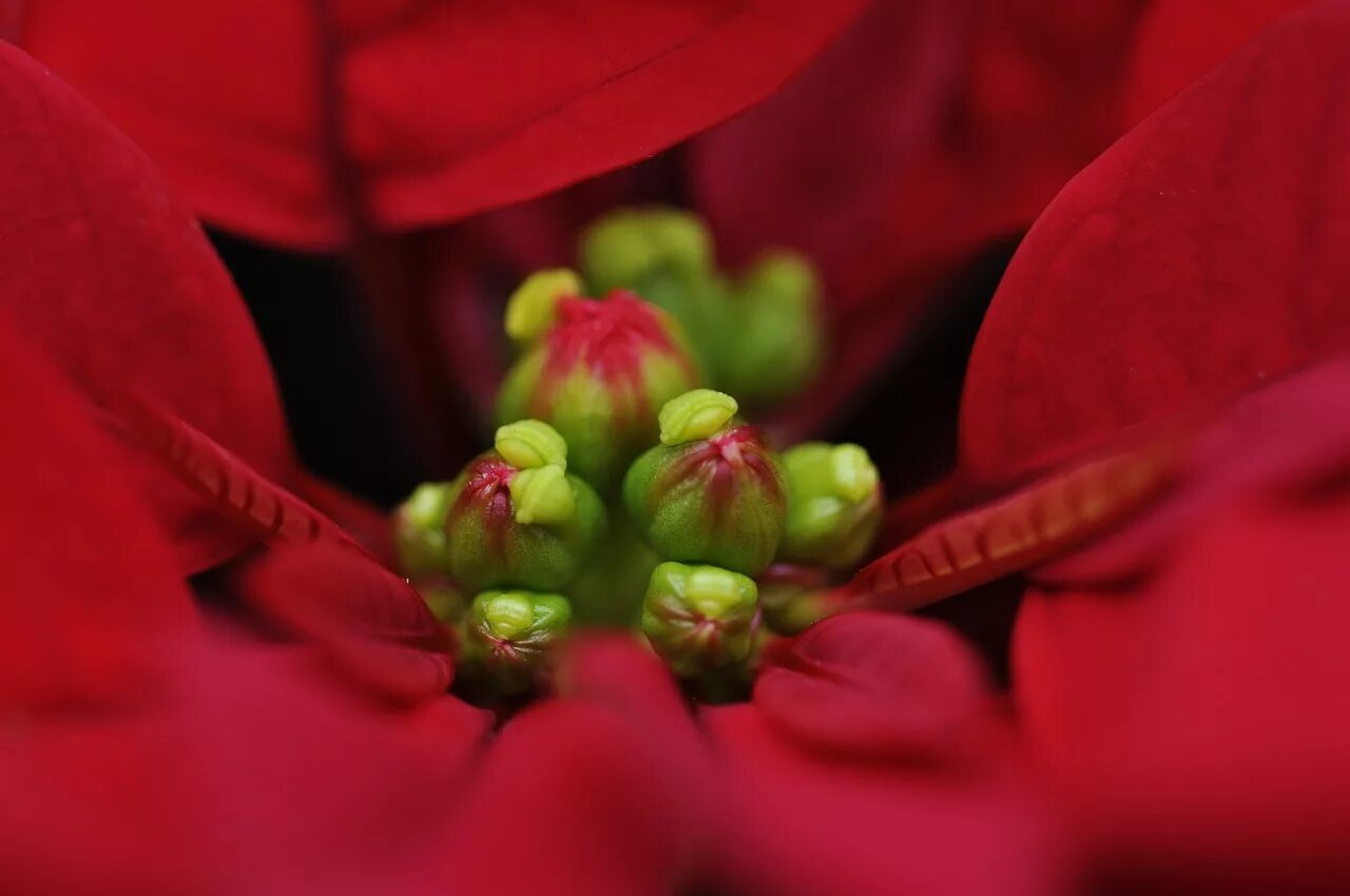 Red plant. Тычинки пуансеттия цветок. Пуансеттия Макросъемка. Цветок с красными лепестками. Цветы с красной серединкой.