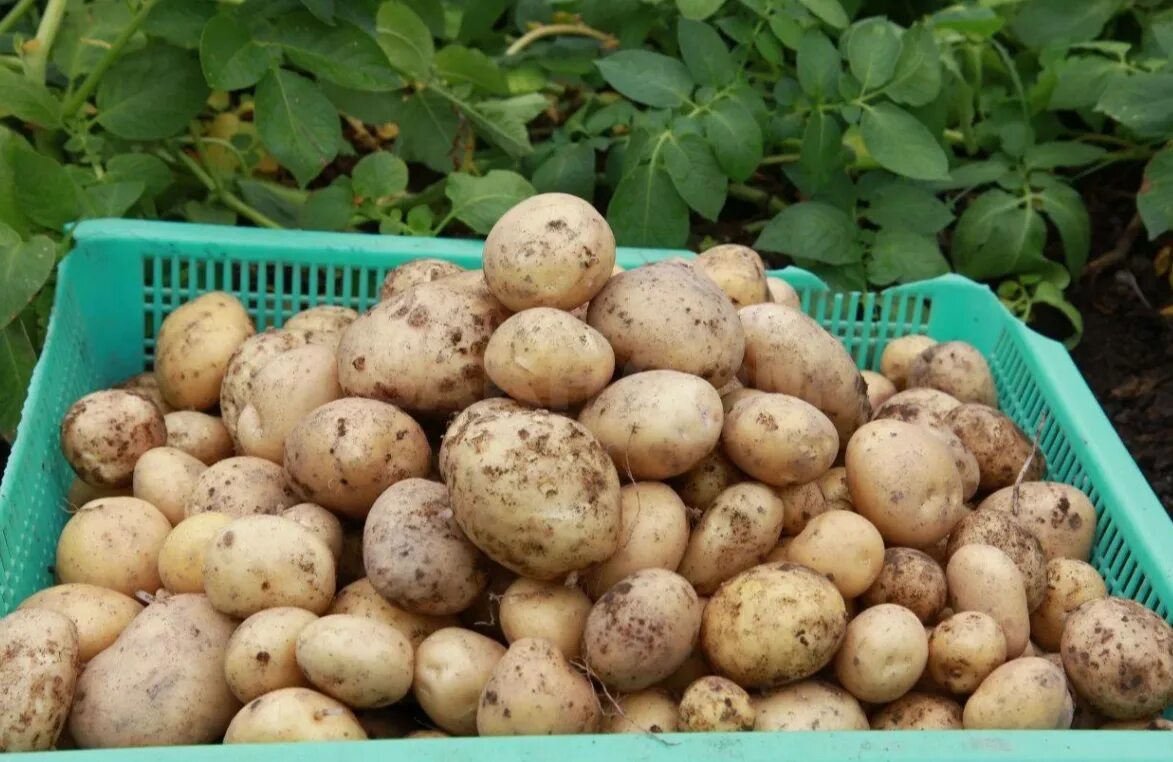 Второй урожай картофеля. Картофель дубрава. урожай картошки. крупные картошки урожай. хороший урожай картофеля.