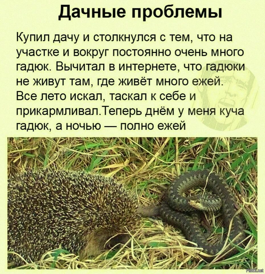 Еж и гадюка