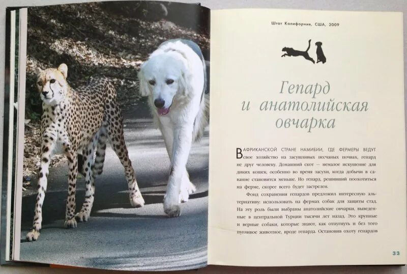 Animal рассказы. Рассказы о дружбе человека и животных. Произведения о дружбе человека и животного. Рассказ о дружбе животный. Рассказ о необычной дружбе животных.