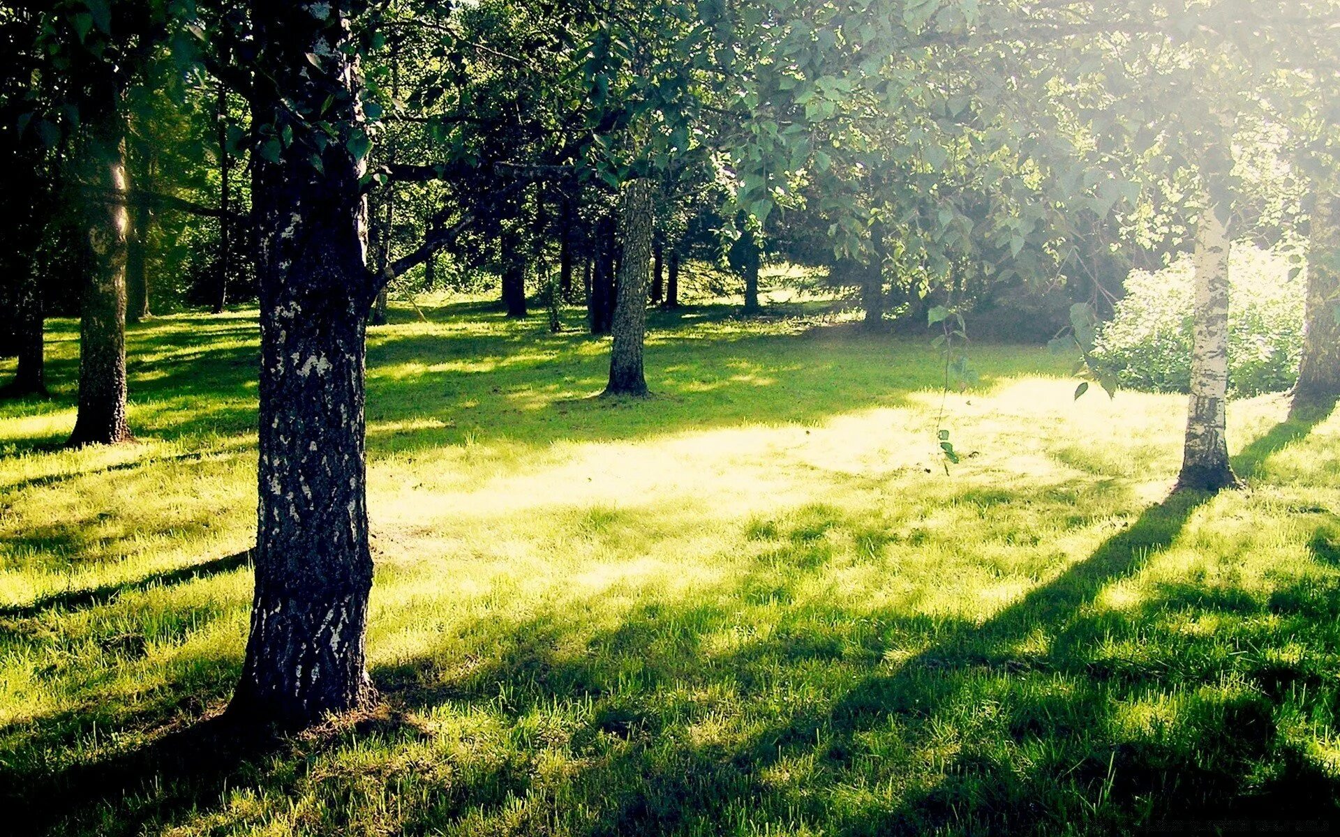 Солнечная Поляна леса. Лужайка в лесу. Летняя Поляна в лесу. Полянка в лесу. Он видит перед собой большую поляну