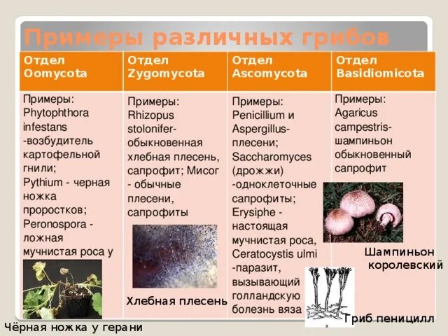 Грибы 7 класс биология кратко. Грибы аскомицеты Зигомицеты. Грибы отдел Зигомикота. Аскомикота и Зигомикота. Классификация отделов царства грибов.