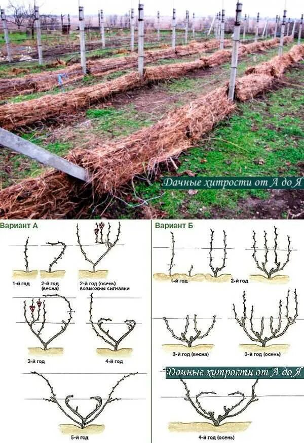 Обрезка винограда средней полосы. Обрезаем виноград осенью правильно. Осенняя обрезка винограда. Схема правильной обрезки винограда осенью. Обрезка винограда на зиму для начинающих.