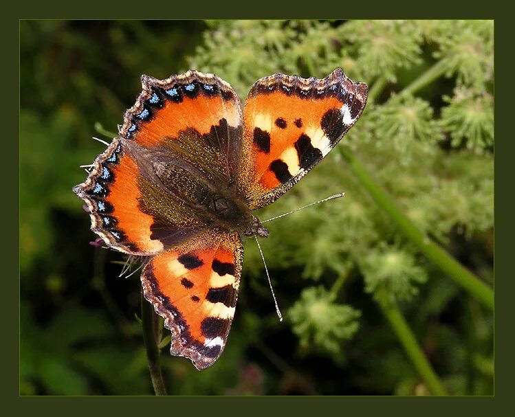 Куколка бабочки крапивницы. Aglais urticae (Linnaeus, 1758). Крапивница бабочка гусеница куколка. Кокон бабочки крапивницы.