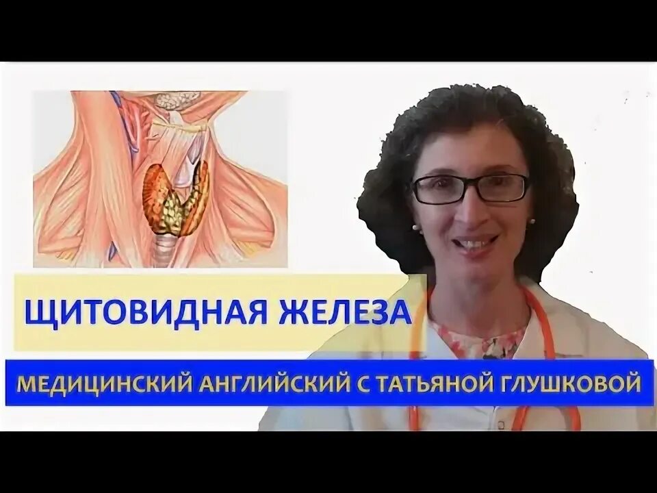 Щитовидную железу институты. Щитовидную железу институты. Щитовидную железу институты. Щитовидную железу институты. Щитовидная железа топография строение.