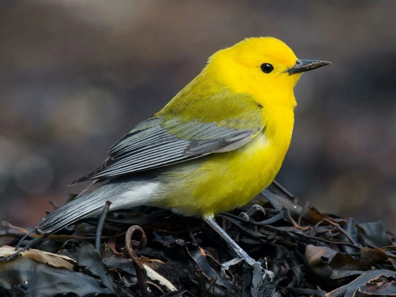 Yellow Warbler птица. Чиж желтобрюхий. Птица с желтым животиком. Птица с желтым брюшком. Птица с желтым оперением