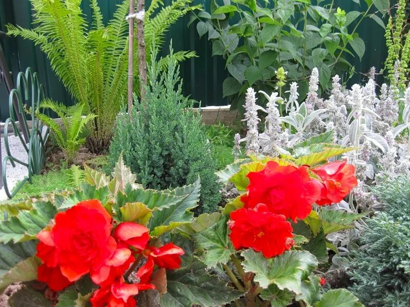 Begonia rex, Â*la mÃ*s popular de tus plantas! Plantas de sombra, Begonia, Plant