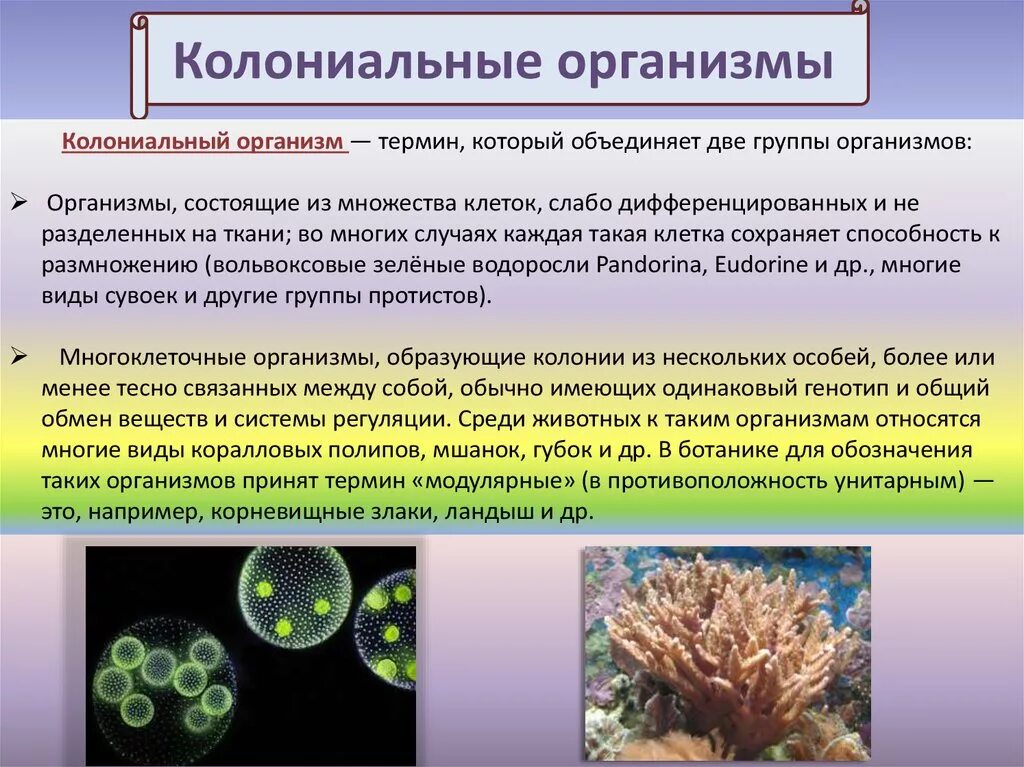 Одноклеточные многоклеточные колониальные таблица. Одноклеточные многоклеточные и колониальные. Растения одноклеточные колониальные и многоклеточные. Одноклеточные колониальные и многоклеточные организмы. Что такое прикрепленный образ жизни в биологии