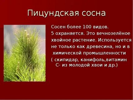 Хвойное вечнозеленое растение занесенное в красную книгу