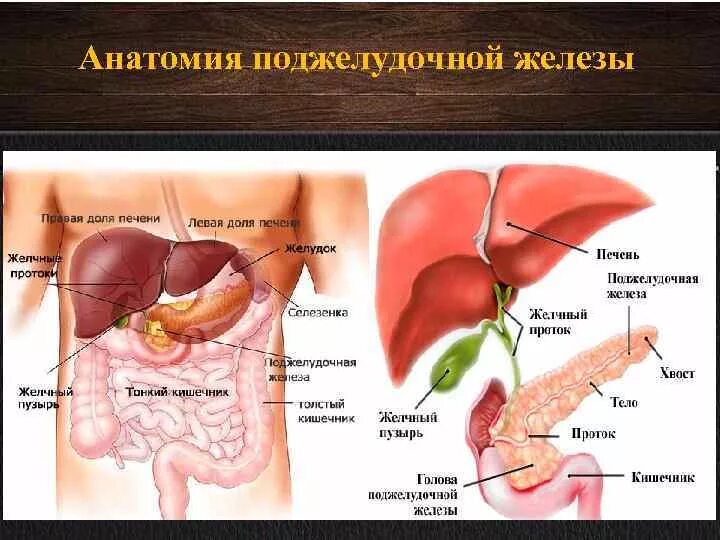 Где находится печень у человека фото. Строение человека внутренние органы поджелудочная железа. Анатомия печень желчный пузырь желудок. Анатомия расположения желчного пузыря. Строение печени и поджелудочной железы человека анатомия.