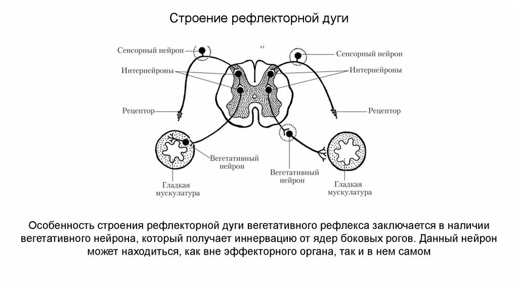 Схема рефлекторной дуги соматического и вегетативного рефлексов. Рефлекторная дуга соматического рефлекса. Схема рефлекторной дуги соматического рефлекса. Строение дуги вегетативного рефлекса.