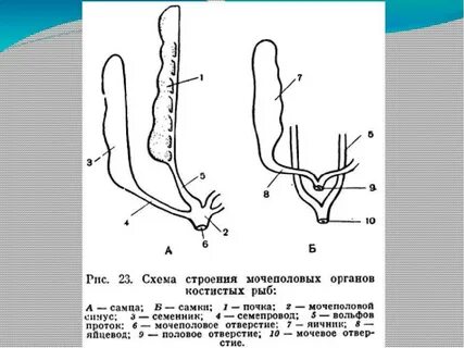 Половая система костные
