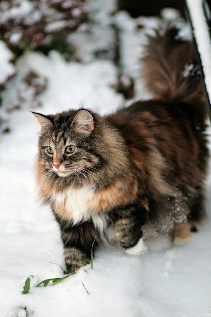 Сибирская норвежская лесная кошка. Норвежская лесная норвежские лесные кошки. норвежская лесная кошка трехцветная. норвежский лесной кот биколор. сибирская аборигенная порода кошек.